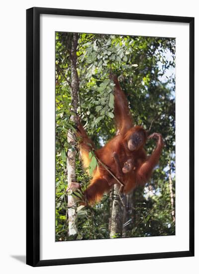 Orangutan and Baby Swinging in the Trees-DLILLC-Framed Photographic Print