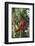 Orangutan and Baby Swinging in the Trees-DLILLC-Framed Photographic Print