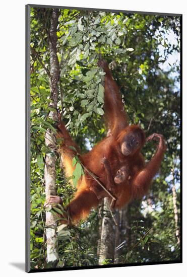 Orangutan and Baby Swinging in the Trees-DLILLC-Mounted Photographic Print