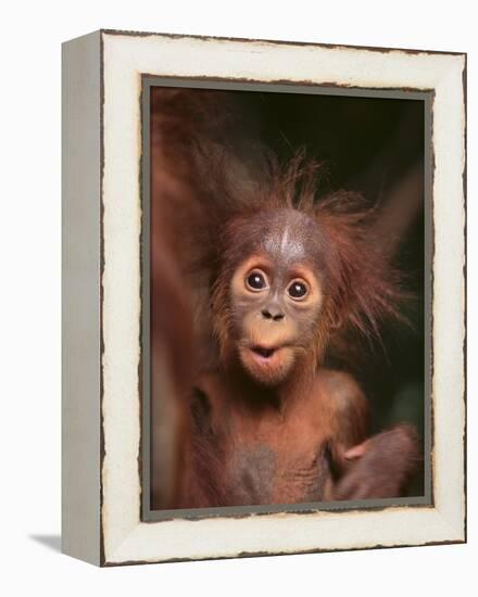 Orangutan and Baby-null-Framed Premier Image Canvas