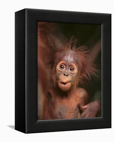 Orangutan and Baby-null-Framed Premier Image Canvas