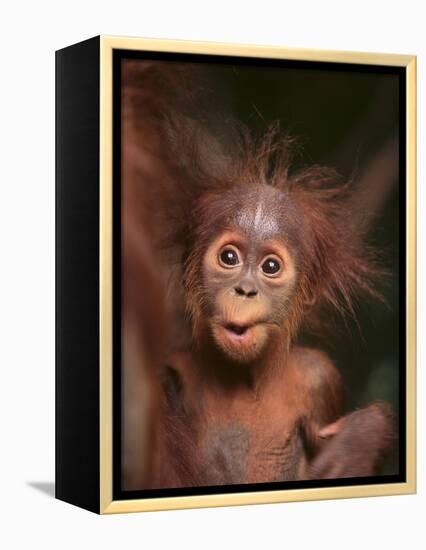 Orangutan and Baby-null-Framed Premier Image Canvas