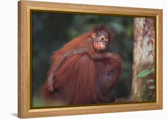 Orangutan and Baby-DLILLC-Framed Premier Image Canvas