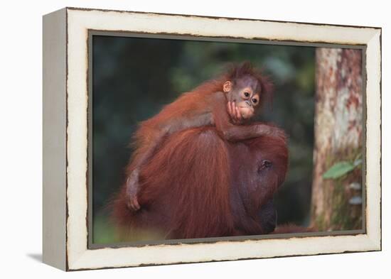 Orangutan and Baby-DLILLC-Framed Premier Image Canvas