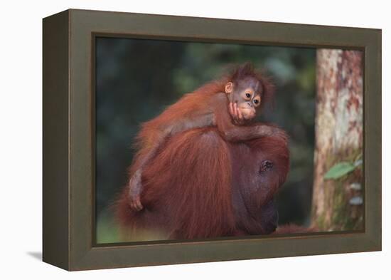 Orangutan and Baby-DLILLC-Framed Premier Image Canvas