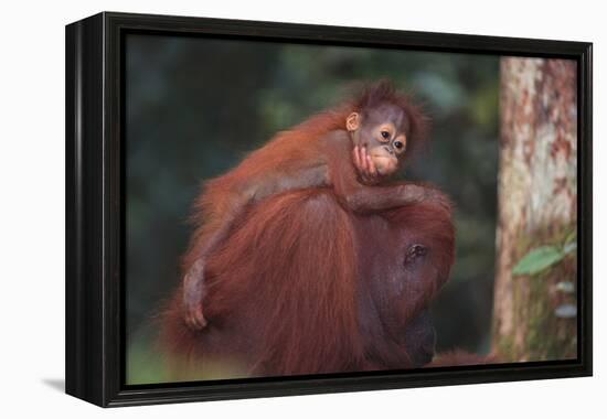 Orangutan and Baby-DLILLC-Framed Premier Image Canvas