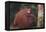 Orangutan and Baby-DLILLC-Framed Premier Image Canvas