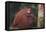 Orangutan and Baby-DLILLC-Framed Premier Image Canvas