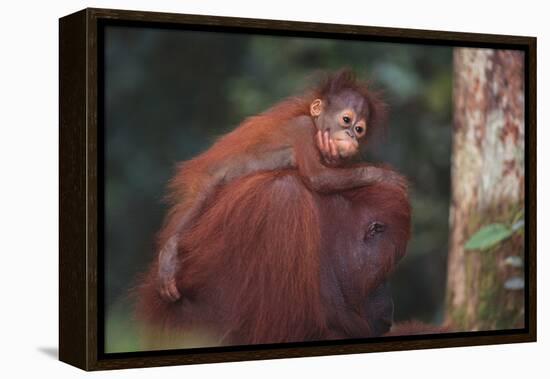 Orangutan and Baby-DLILLC-Framed Premier Image Canvas