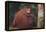 Orangutan and Baby-DLILLC-Framed Premier Image Canvas