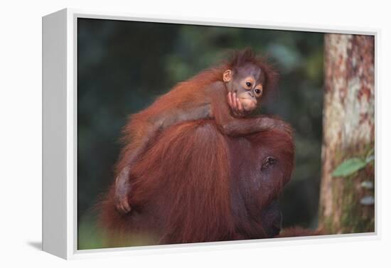 Orangutan and Baby-DLILLC-Framed Premier Image Canvas