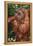 Orangutan and Baby-DLILLC-Framed Premier Image Canvas