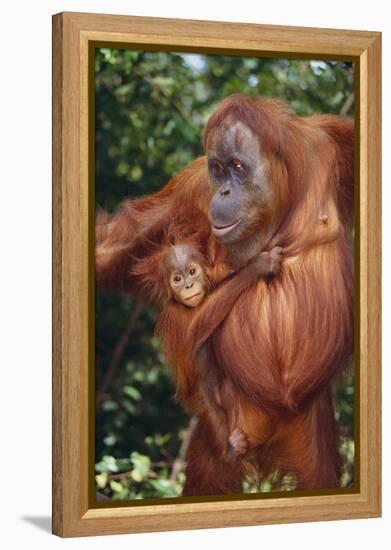 Orangutan and Baby-DLILLC-Framed Premier Image Canvas