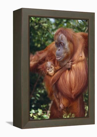 Orangutan and Baby-DLILLC-Framed Premier Image Canvas