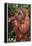 Orangutan and Baby-DLILLC-Framed Premier Image Canvas