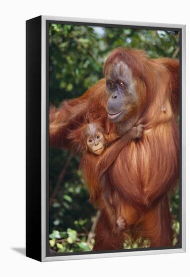 Orangutan and Baby-DLILLC-Framed Premier Image Canvas