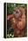 Orangutan and Baby-DLILLC-Framed Premier Image Canvas