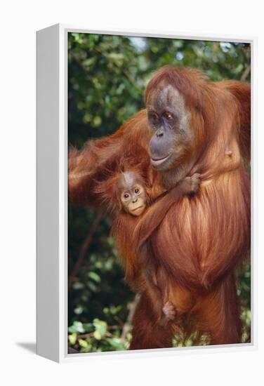 Orangutan and Baby-DLILLC-Framed Premier Image Canvas