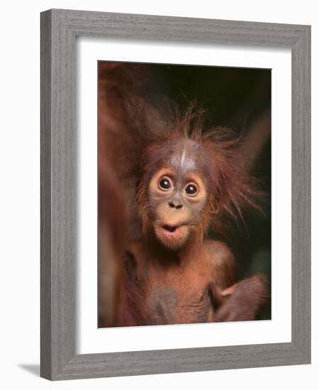 Orangutan and Baby-null-Framed Photographic Print