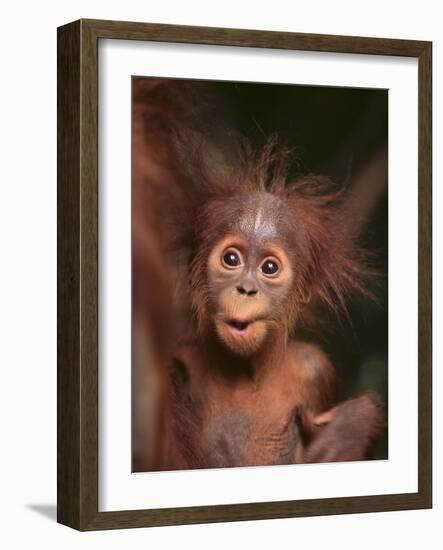 Orangutan and Baby-null-Framed Photographic Print