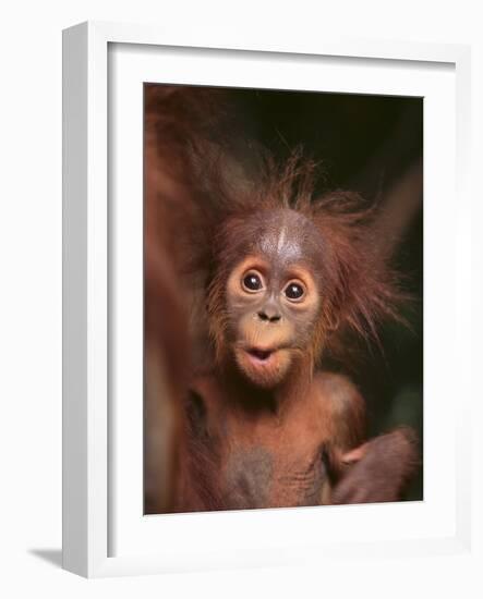 Orangutan and Baby-null-Framed Photographic Print