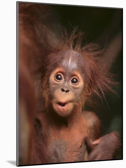 Orangutan and Baby-null-Mounted Photographic Print