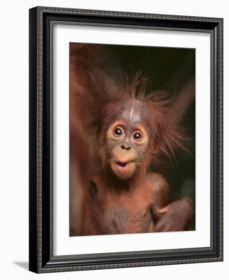 Orangutan and Baby-null-Framed Photographic Print