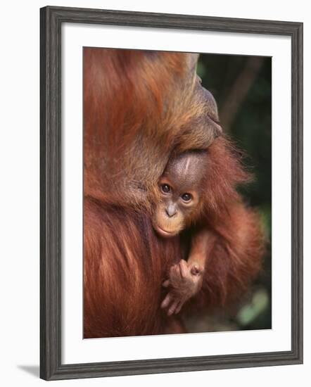 Orangutan and Baby-null-Framed Photographic Print