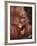 Orangutan and Baby-null-Framed Photographic Print