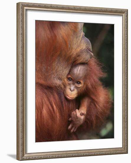 Orangutan and Baby-null-Framed Photographic Print