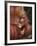 Orangutan and Baby-null-Framed Photographic Print