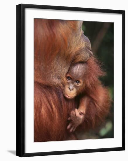 Orangutan and Baby-null-Framed Photographic Print