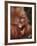 Orangutan and Baby-null-Framed Photographic Print