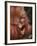 Orangutan and Baby-null-Framed Photographic Print