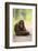 Orangutan and Baby-DLILLC-Framed Photographic Print