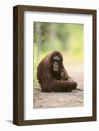 Orangutan and Baby-DLILLC-Framed Photographic Print