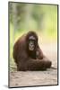 Orangutan and Baby-DLILLC-Mounted Photographic Print