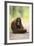 Orangutan and Baby-DLILLC-Framed Photographic Print