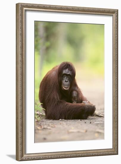 Orangutan and Baby-DLILLC-Framed Photographic Print