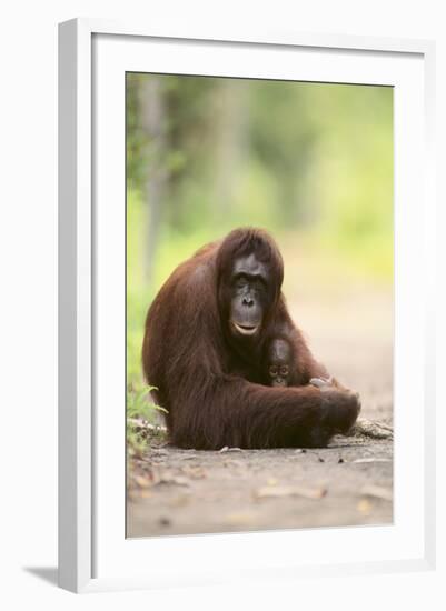 Orangutan and Baby-DLILLC-Framed Photographic Print