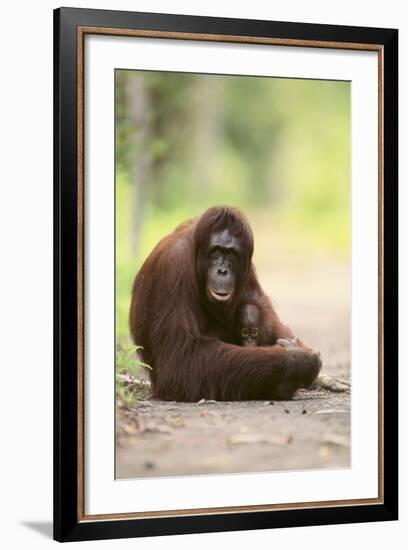 Orangutan and Baby-DLILLC-Framed Photographic Print