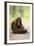 Orangutan and Baby-DLILLC-Framed Photographic Print