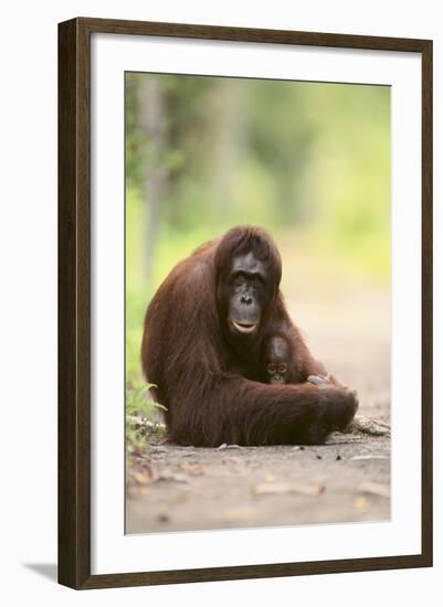 Orangutan and Baby-DLILLC-Framed Photographic Print