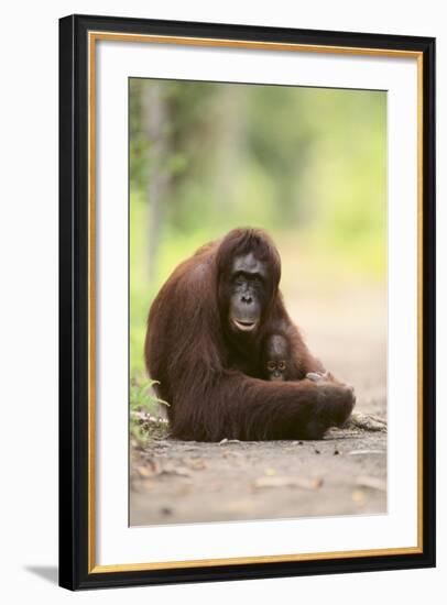 Orangutan and Baby-DLILLC-Framed Photographic Print