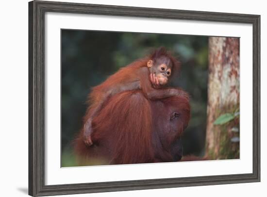 Orangutan and Baby-DLILLC-Framed Photographic Print