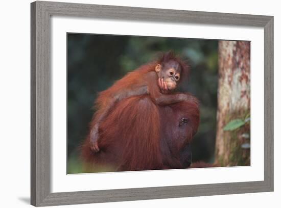 Orangutan and Baby-DLILLC-Framed Photographic Print