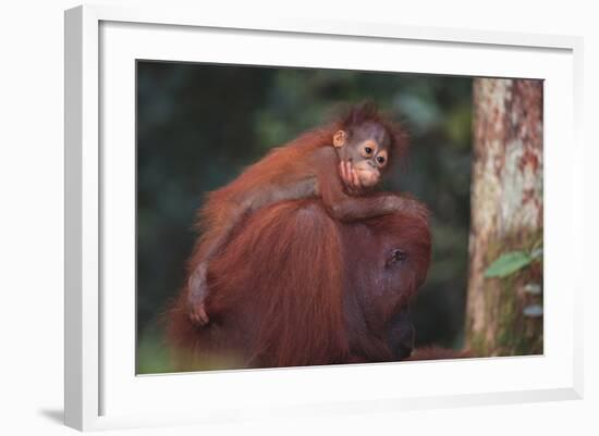 Orangutan and Baby-DLILLC-Framed Photographic Print