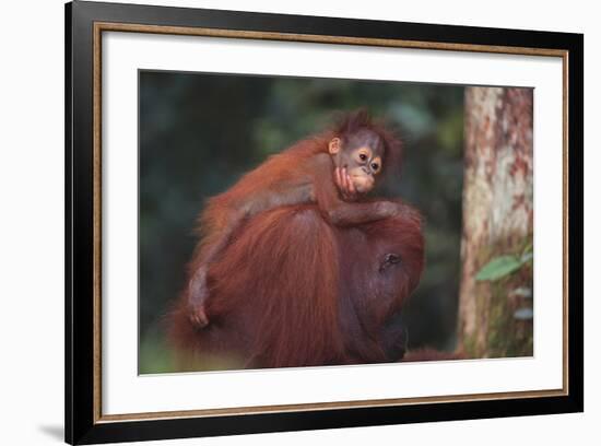 Orangutan and Baby-DLILLC-Framed Photographic Print