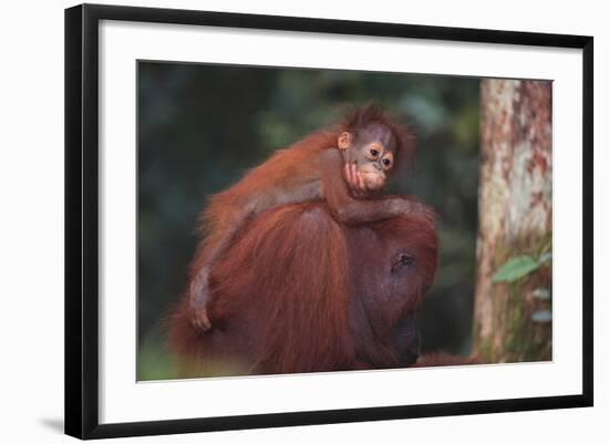 Orangutan and Baby-DLILLC-Framed Photographic Print