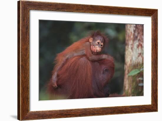 Orangutan and Baby-DLILLC-Framed Photographic Print